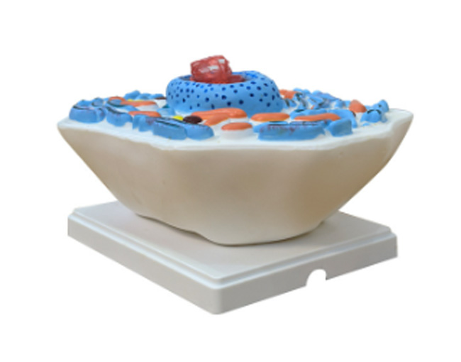 ��(d��ng)�：(x��)��ģ��